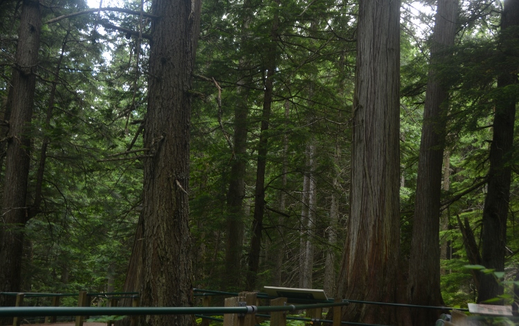hemlock grove